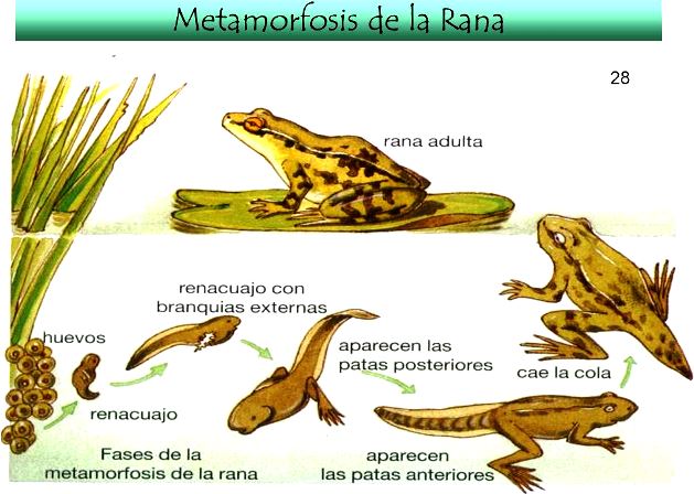 Animales vertebrados que sufren metamorfosis 