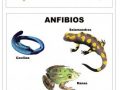 Animales vertebrados de sangre fría