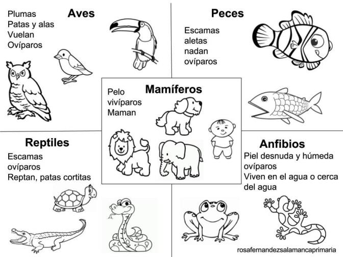 Dibujos de animales vertebrados para colorear
