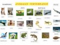 Imágenes de animales vertebrados