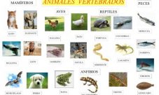Imágenes de animales vertebrados