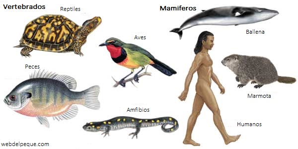 Imágenes de animales vertebrados 